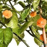 Scotch Bonnet Jamaican Chilliseeds 
