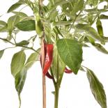 Hatch Guajillo Chilisamen 