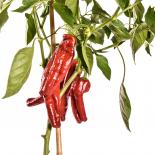 Dulce Italiano Paprika Seeds 