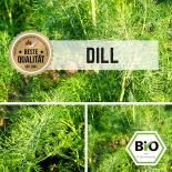 BIO Dill Samen 