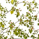 Dwarf Chiltepin Chilli Seeds 