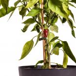 Early Jalapeno Chilli Seeds 