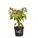 Early Jalapeño BIO Chilipflanze 