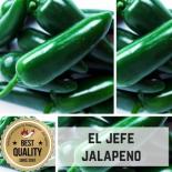 El Jefe Chilli Seeds 