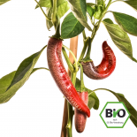 Elefant Chilli Seeds 