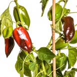 Elephant´s Ear Chilli Seeds 