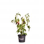 Elephant Ear BIO Chilipflanze 