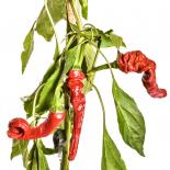 Elephant Trunk Chilli Seeds 