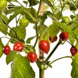 Ethiopian Peppertree Chilli Seeds 