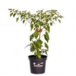 Ethiopian Peppertree BIO Chilipflanze 