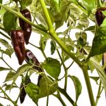 Fatalii Brown Chilli Seeds 