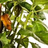 Fatalii Green Chilli Seeds 