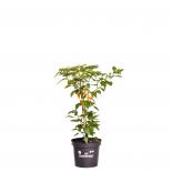 Fatalii Yellow  BIO Chilipflanze 
