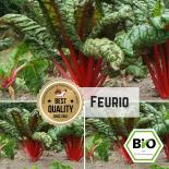 Feurio Chard Seeds (Leaf beet) 