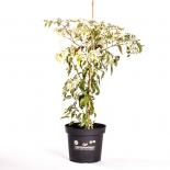 Fish Pepper BIO Chilipflanze 