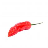 Frische Chili Naga/Bhut Jolokia rot, 100g 