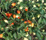 Garbanzo Chilli Seeds 