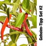 Geheim Tipp #2: Würzige Küche - BIO Pflanzen-Power-Pack 