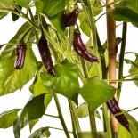 Georgia Black Chilli Seeds 