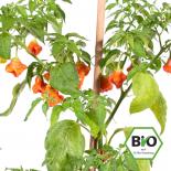 BIO Glocken Paprika Chilisamen 