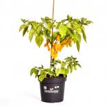 Goronong BIO Chilipflanze 