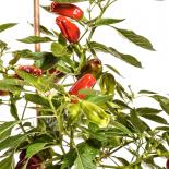 Grekisk Paprika Chilli Seeds 