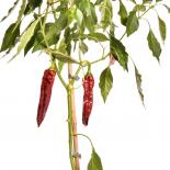 Guajillo Chilli Seeds 