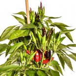 Guarda Cielo Chilisamen 