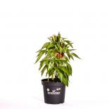 Guarda Cielo BIO Chilipflanze 