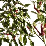 Guindilla Chilli Seeds 