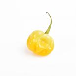 Frische Chili gelber Habanero, 200g 