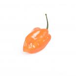 Fresh Chilli Orange Habanero, 200g 