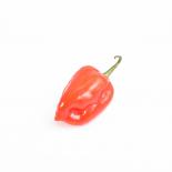 Frische Chili roter Habanero, 200g 