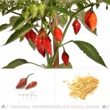 Habanero Tenziha Chilisamen 