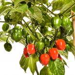 Habanero Galapagos Isabella Red Chilli Seeds 