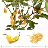 Habanero Golden Chili Seeds 
