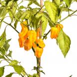 Habanero Gelb Chilisamen 
