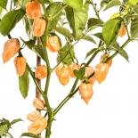 Habanero Orange Chilisamen 