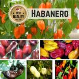 Saat Sortiment "Habanero" 