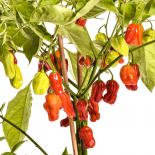 Habanero Umba Chilisamen 