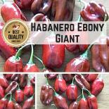 Habanero Ebony Giant Chilisamen 