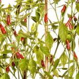 Hanoi Red Chilli Seeds 