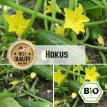 BIO Einlegegurke Vorgebirgstrauben Samen 