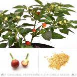 Holiday Time Chilisamen 