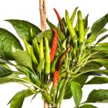 Hontaka Chilli Seeds 