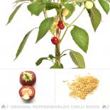 Hot Tomato Yellow Chilisamen 