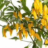 Hot Lemon Chilli Seeds 