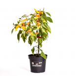 Hungarian Wax BIO Chilipflanze 