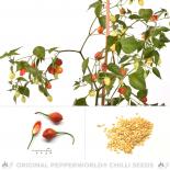 Inca Berry Chili Seeds 