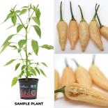 Inca Peach Drop BIO Chilipflanze 